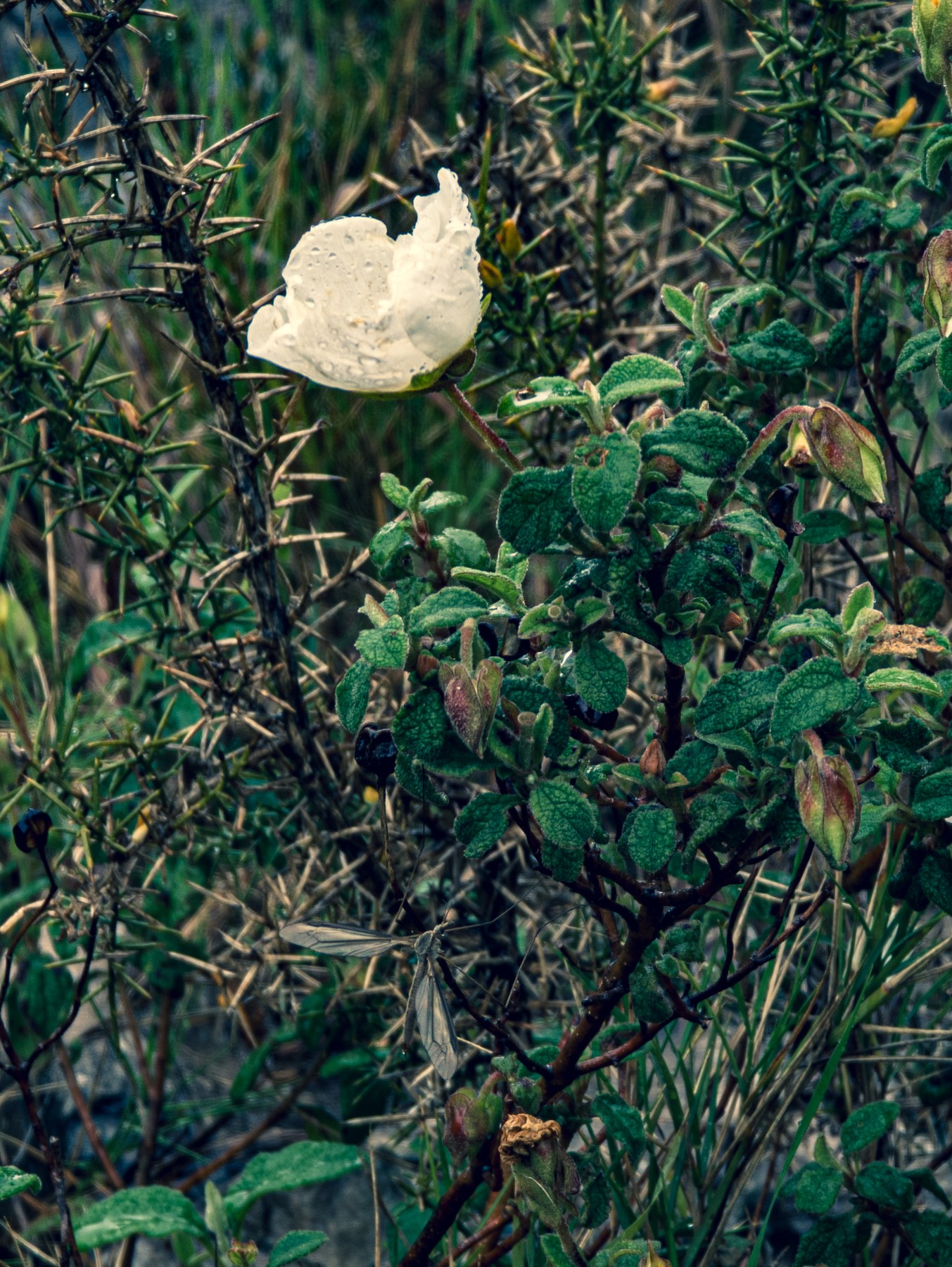 Local hiking Marxuquera